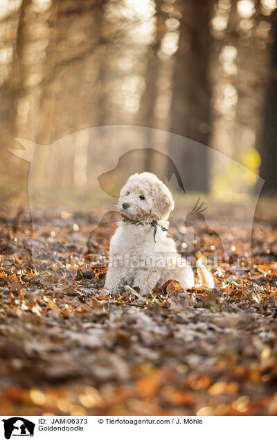 Goldendoodle / Goldendoodle / JAM-06373