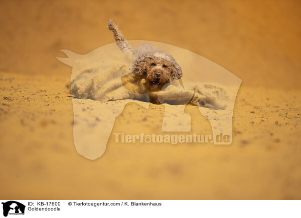 Goldendoodle / Goldendoodle / KB-17600