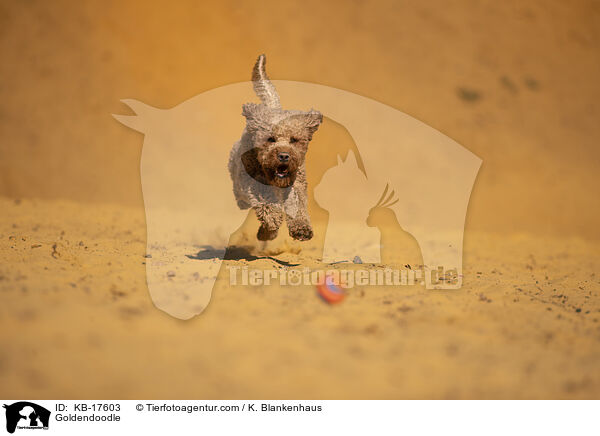 Goldendoodle / Goldendoodle / KB-17603