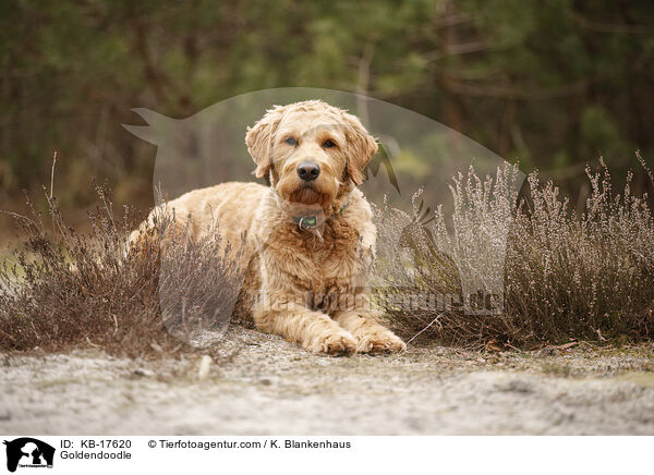 Goldendoodle / Goldendoodle / KB-17620