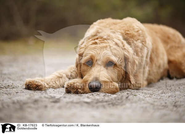 Goldendoodle / Goldendoodle / KB-17623