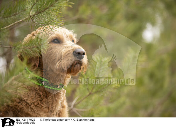 Goldendoodle / Goldendoodle / KB-17625