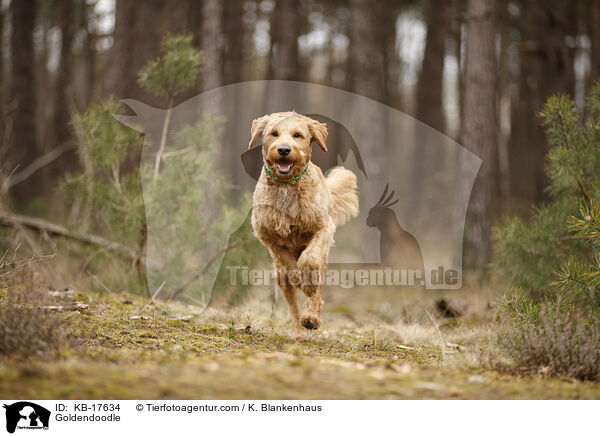 Goldendoodle / Goldendoodle / KB-17634