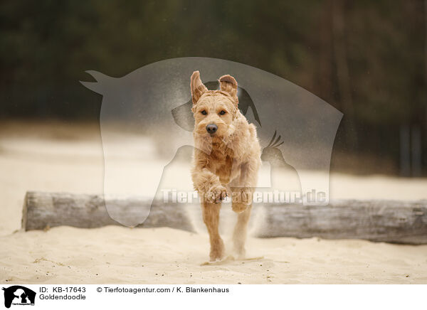 Goldendoodle / Goldendoodle / KB-17643