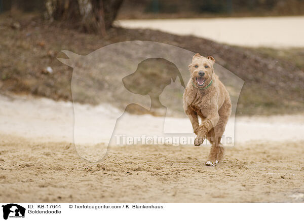 Goldendoodle / Goldendoodle / KB-17644