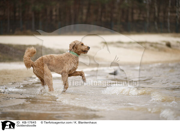Goldendoodle / Goldendoodle / KB-17645