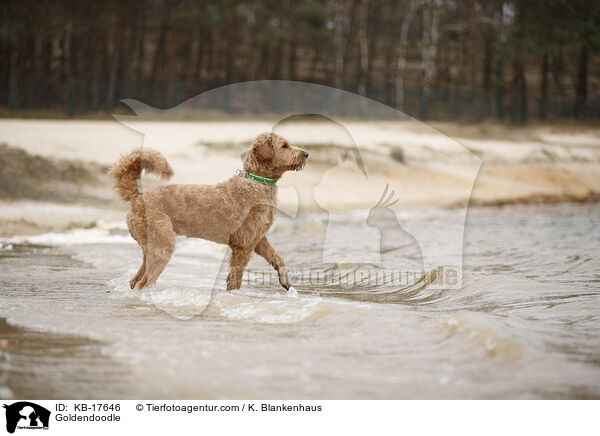 Goldendoodle / Goldendoodle / KB-17646