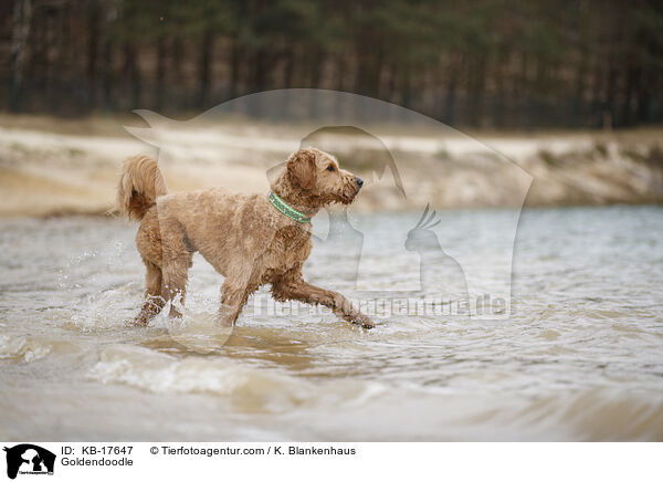 Goldendoodle / Goldendoodle / KB-17647