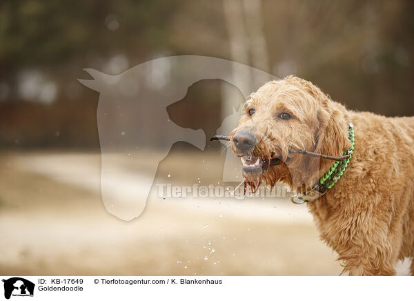 Goldendoodle / Goldendoodle / KB-17649