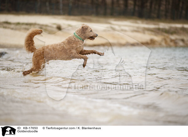 Goldendoodle / Goldendoodle / KB-17650