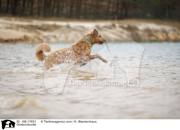 Goldendoodle / Goldendoodle / KB-17651