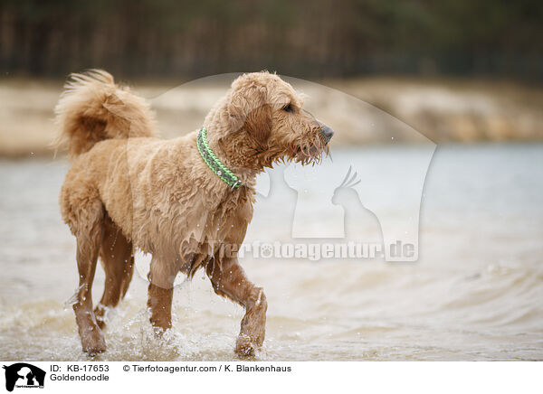 Goldendoodle / Goldendoodle / KB-17653