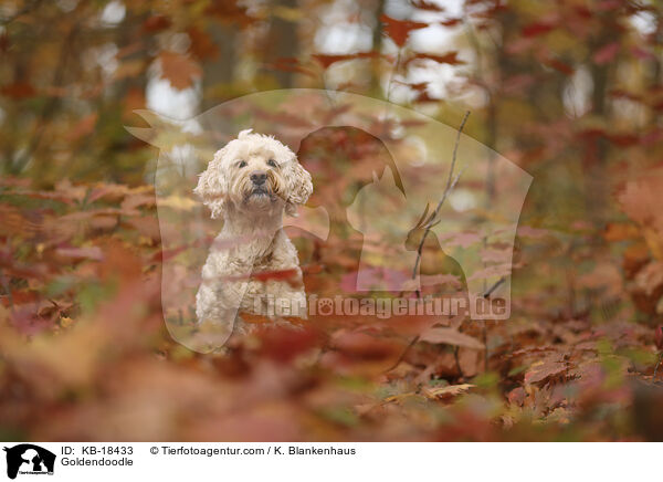 Goldendoodle / Goldendoodle / KB-18433