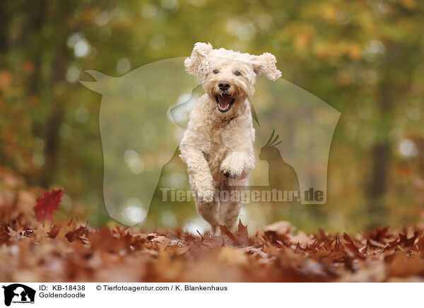 Goldendoodle / Goldendoodle / KB-18438