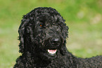 Goldendoodle Portrait