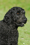 Goldendoodle Portrait