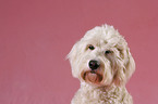 Goldendoodle Portrait