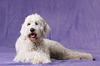 Goldendoodle