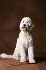 Goldendoodle