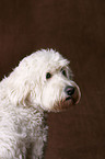 Goldendoodle Portrait