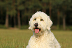 Goldendoodle Portrait