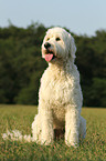 sitting Goldendoodle