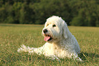 lying Goldendoodle