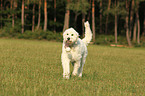 playing Goldendoodle