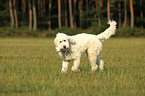 playing Goldendoodle