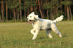 playing Goldendoodle