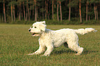 running Goldendoodle