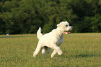 running Goldendoodle