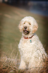 sitting Goldendoodle