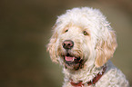 Goldendoodle Portrait