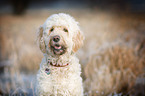 Goldendoodle Portrait