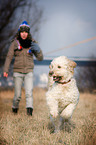 running Goldendoodle