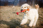 playing Goldendoodle