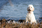 sitting Goldendoodle