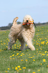 playing Goldendoodle