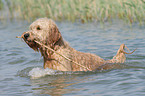 playing Goldendoodle