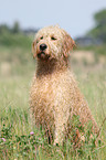 sitting Goldendoodle