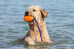 playing Goldendoodle