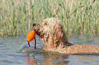 playing Goldendoodle