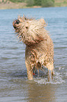 shaking Goldendoodle