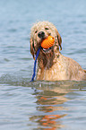 playing Goldendoodle