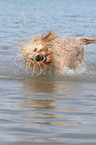 shaking Goldendoodle