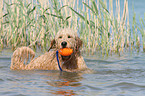 playing Goldendoodle