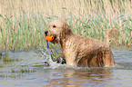 playing Goldendoodle