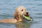 playing Goldendoodle