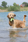 playing Goldendoodle